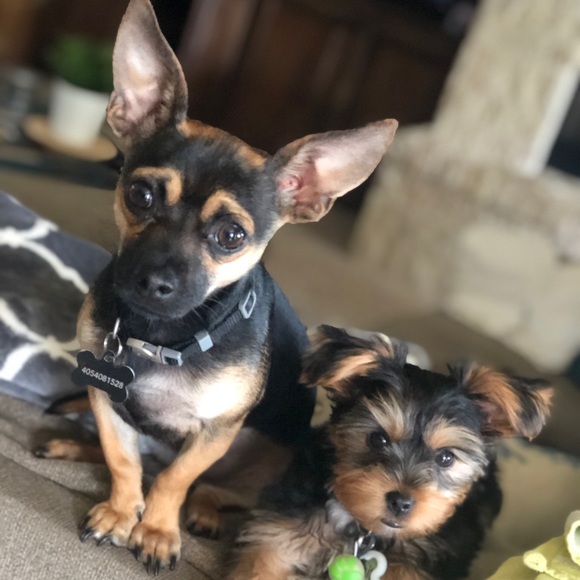 Meet your Posher, Tiffany - Picture 1 of 1